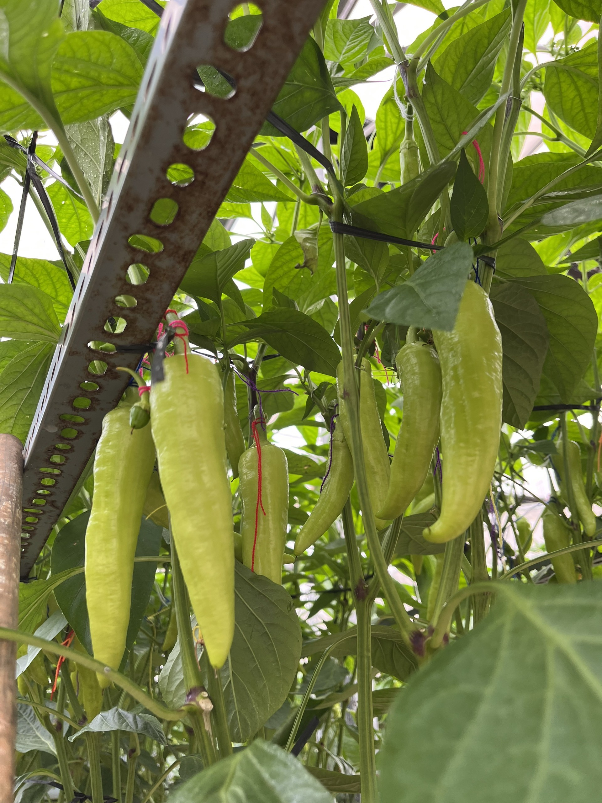 HẠT GIỐNG ỚT NGỌT LAI F1 (SWEET PEPPER F1 HYBRID SEED)